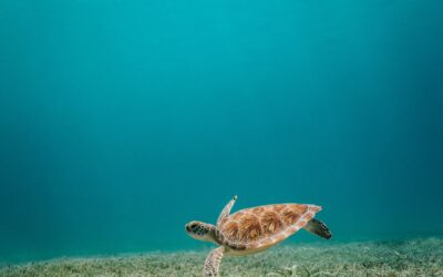 La troisième édition de la Fête de la Tortue recherche ses bénévoles!