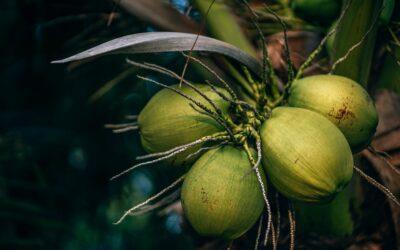 Une mère de famille grièvement blessée par une chute de noix de coco au Kariboom lors d’un festival