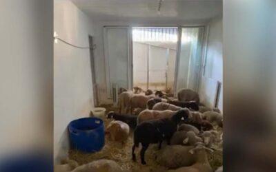 40 Moutons Découverts dans un Appartement à Nice, Deux Hommes Interpellés