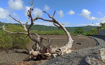 Crise de l’eau à Mayotte : pénurie et épidémie de gastro-entérite s’intensifient