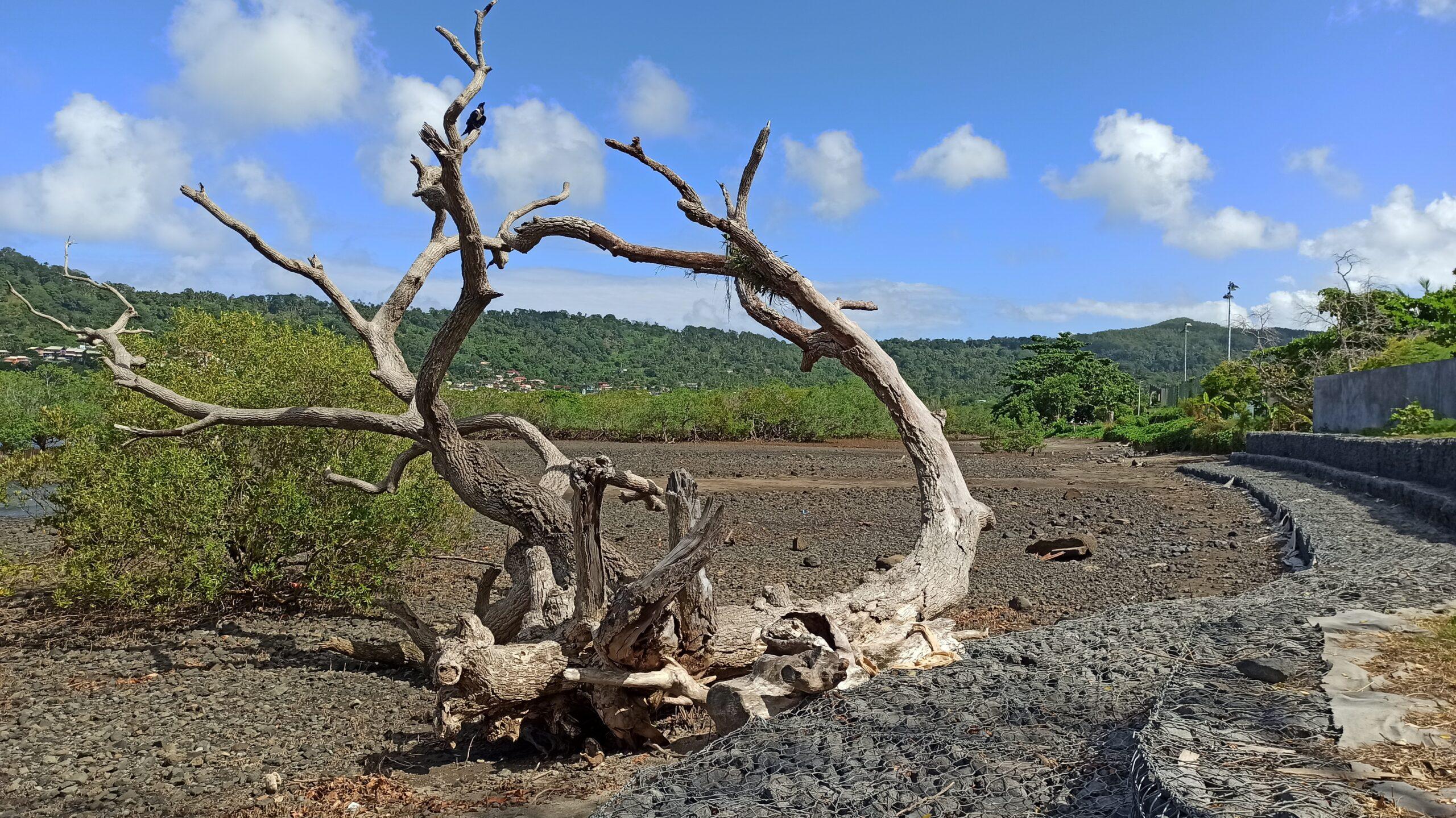 Mayotte crise de l'eau gastro-entérite