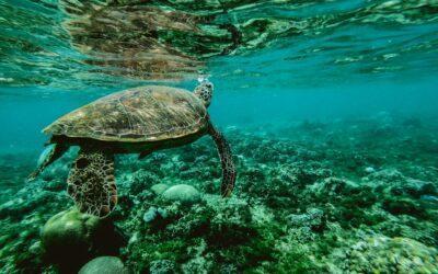 Kaz’a Nyamba : Un centre dédié à la sauvegarde des tortues à Mayotte