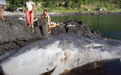 Un Baleineau à Bosse Multiplie les Échouages Près de la Grande Comores