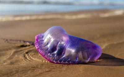 Alerte aux physalies à Mayotte : précautions requises