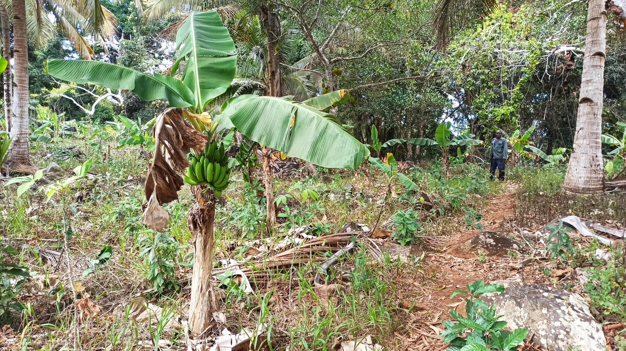 sécheresse crise alimentaire Mayotte agriculture mahoraise