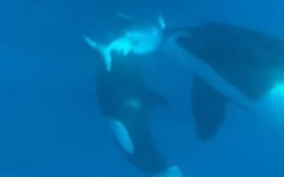 Vidéo : Des orques pris entrain de charger un requin tigre à Mayotte