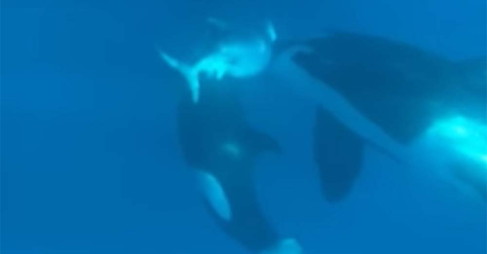 orques pris en vidéo entrain de charger un requin tigre à Mayotte