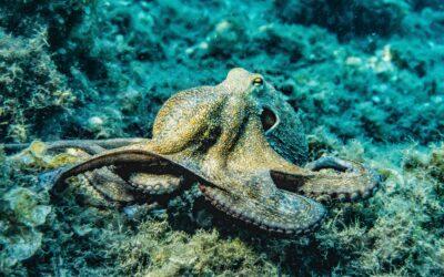 Période de reproduction du poulpe, une interdiction de pêche effective dès le 1er avril