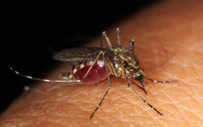 19 cas de dengue détectés en Petite-Terre