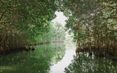 Découverte macabre dans la mangrove sans piste identifiable