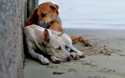 Mayotte renforce la gestion des chiens errants : capture et stérilisation au cœur du nouveau plan