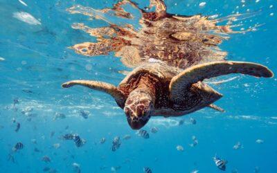 Vague de braconnage des tortues sur les plages du Sud de Mayotte