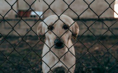 Un an de prison pour un élevage clandestin de chiens maltraités à Koungou