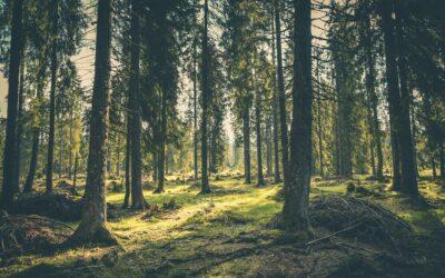 Des exilés relogés en forêt à Tsoundzou II après une série d’expulsions