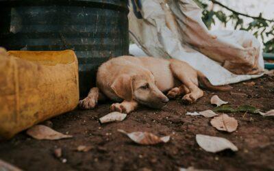 Lutte contre l’errance animale : 36 chiens capturés en Petite-Terre