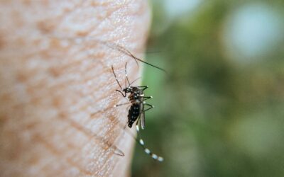 Chikungunya : Mayotte en alerte renforcée, le plan ORSEC monte d’un cran