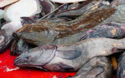 Poissons avariés à Mtsapéré : une tonne saisie et un bateau promis à la casse