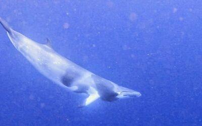 Surprise sous-marine à Mayotte : une baleine rare fait surface au large