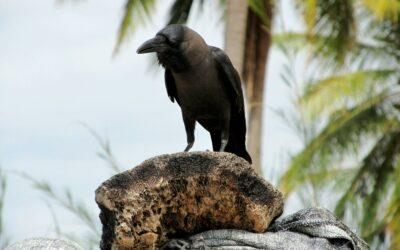 Corbeaux envahisseurs : Mayotte sort les fusils