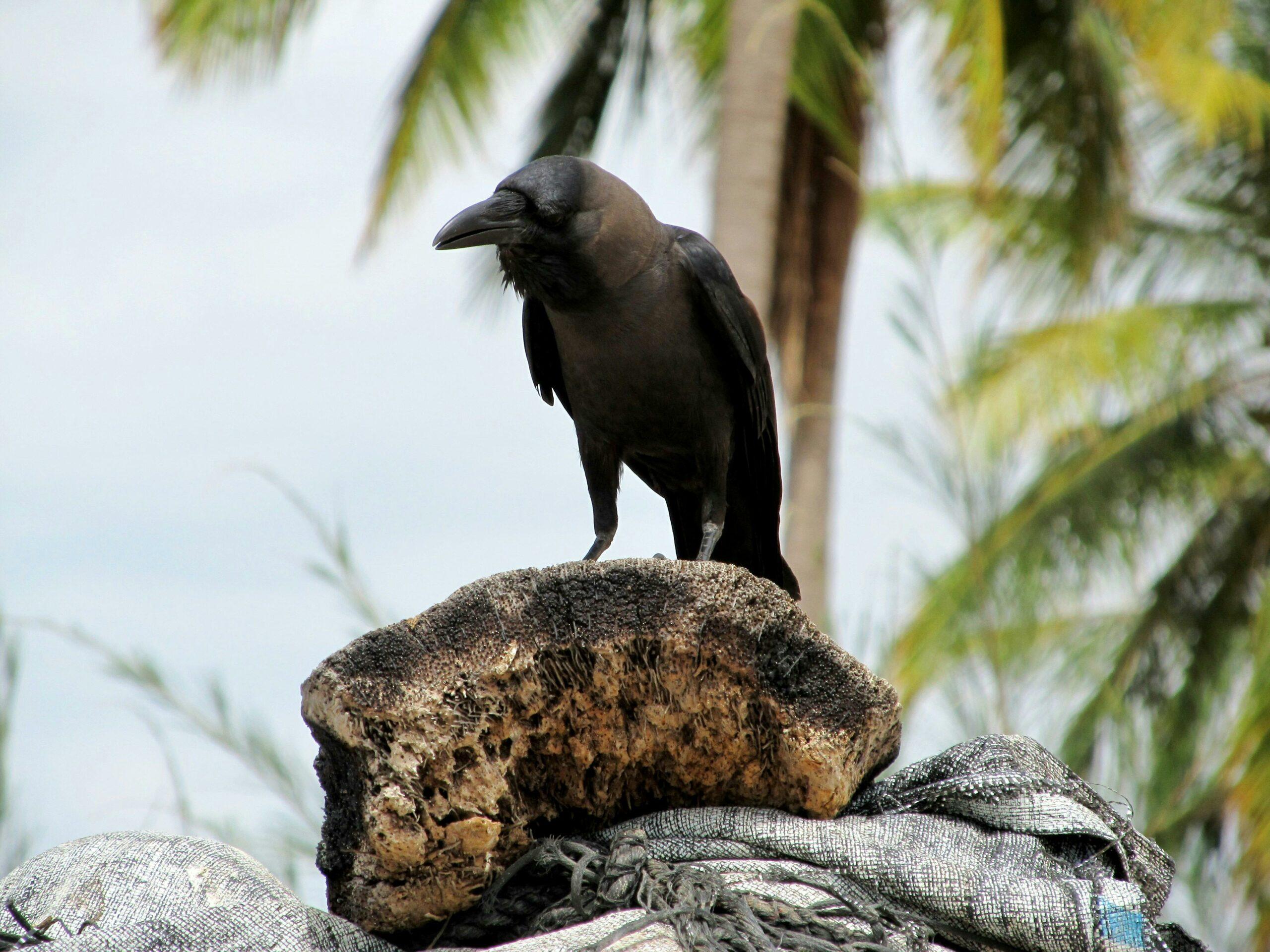 Corbeaux envahisseurs : Mayotte sort les fusils