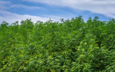 Cultures sauvages arrachées à Combani : un hectare démantelé pour protéger la ressource en eau