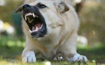 Un combat de chiens découvert en Petite-Terre, un carnage derrière les murs d’un squat
