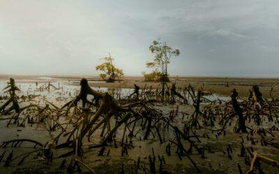 Mangrove de Mamoudzou : une construction clandestine stoppée net par la police municipale