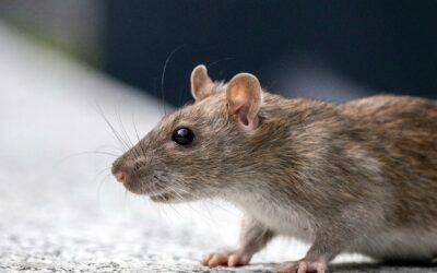 Après Chido, l’île grignotée par les rats