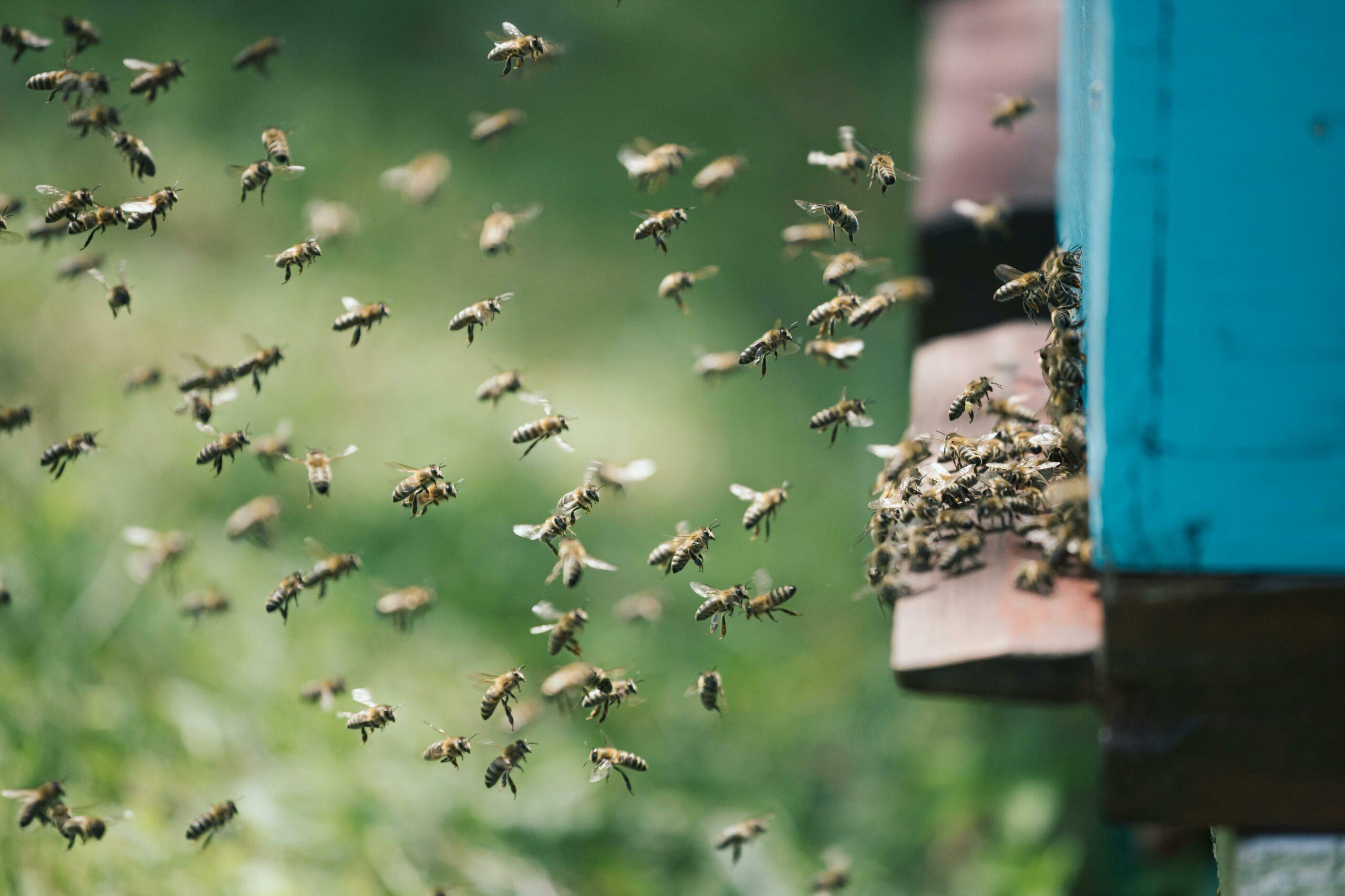 Photo de Amel Uzunovic from Pexels