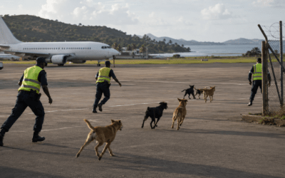 À l’aéroport de Mayotte, des chiens errants sèment le désordre sur le tarmac