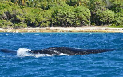 Dans le lagon mahorais, la première baleine de la saison fait son apparition