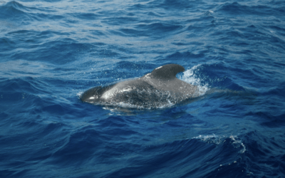 Au large de Mayotte, un dauphin d’Électre blessé sous surveillance
