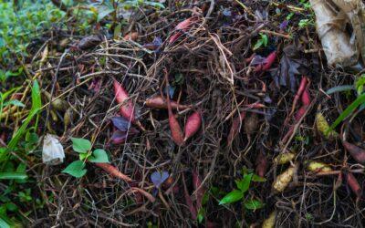 En Petite-Terre, la CCPT mise sur le compost pour alléger les poubelles