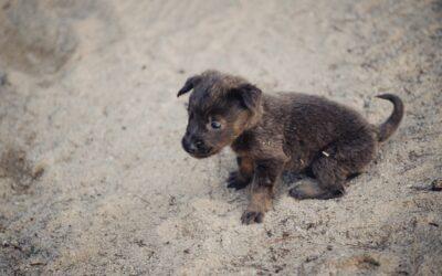 À Tsoundzou, le chiot Bart échappe de peu à une fin tragique